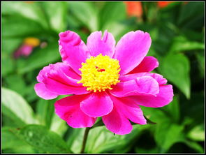 四季珍賞 花卉盆景組的養(yǎng)護(hù)藝術(shù)